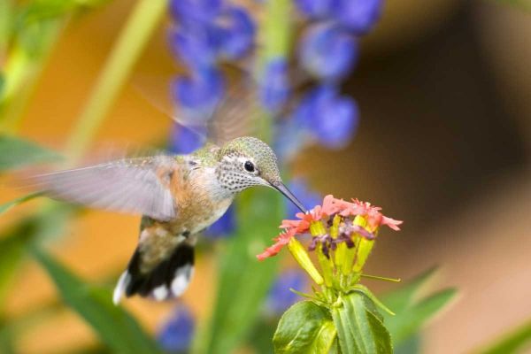 CO, Leadville Rufous hummingbird feeding
